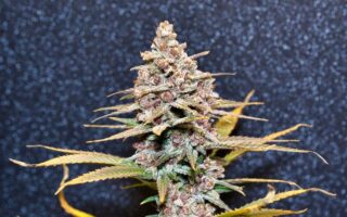 Cbd skunk: Den lovlige cannabisvariant i danmark