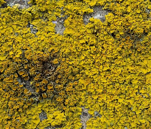 Fremtidens algerens: Miljøvenlige løsninger til dit hjem