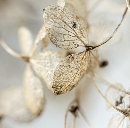 Grønne begravelser i frederiksværk – er det muligt?